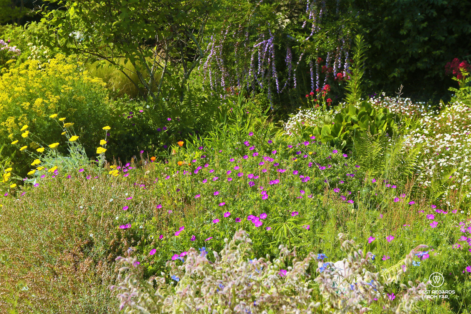 Colourful flowers at the King's Kitchen Garden in Versailles.