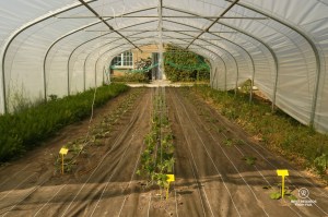 Greenhouse in the King's Kitchen Garden in Versailles.