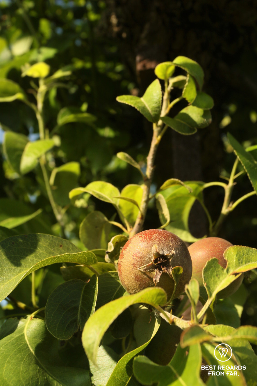 Fruits in the King's Kitchen Garden in Versailles.