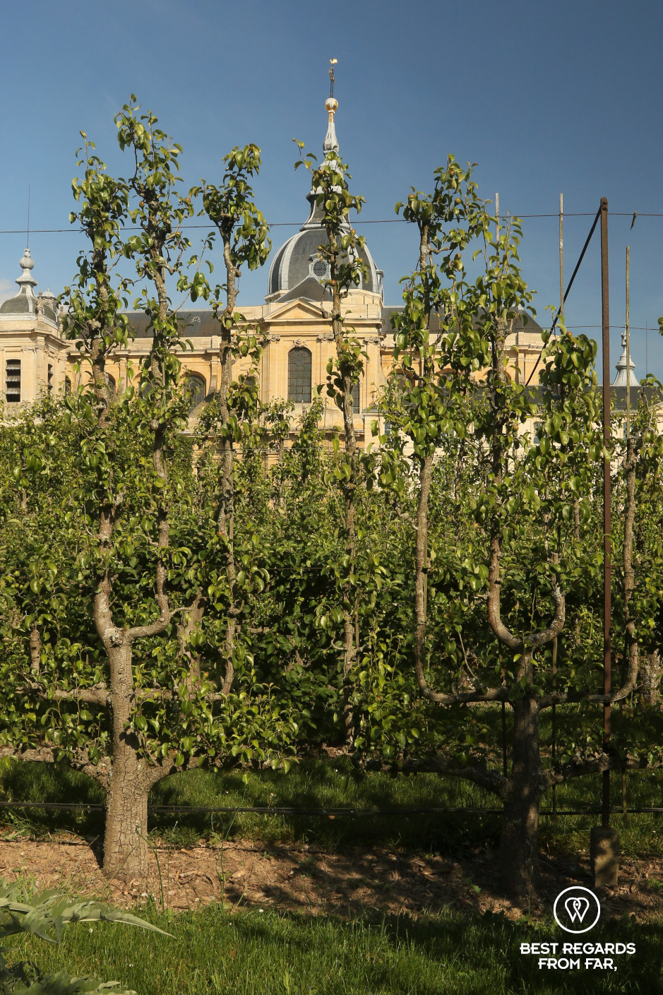 Orchard in the King's Kitchen Garden in Versailles: perfectly pruned fruit trees and historical cathedral in the background.