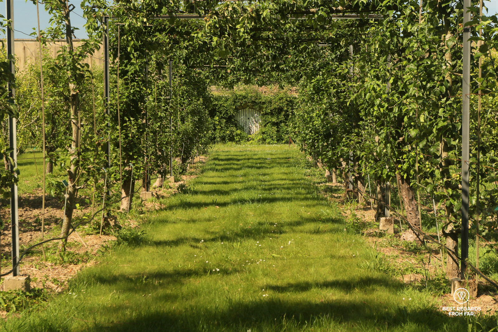 Orchard at the King's Kitchen Garden in Versailles.