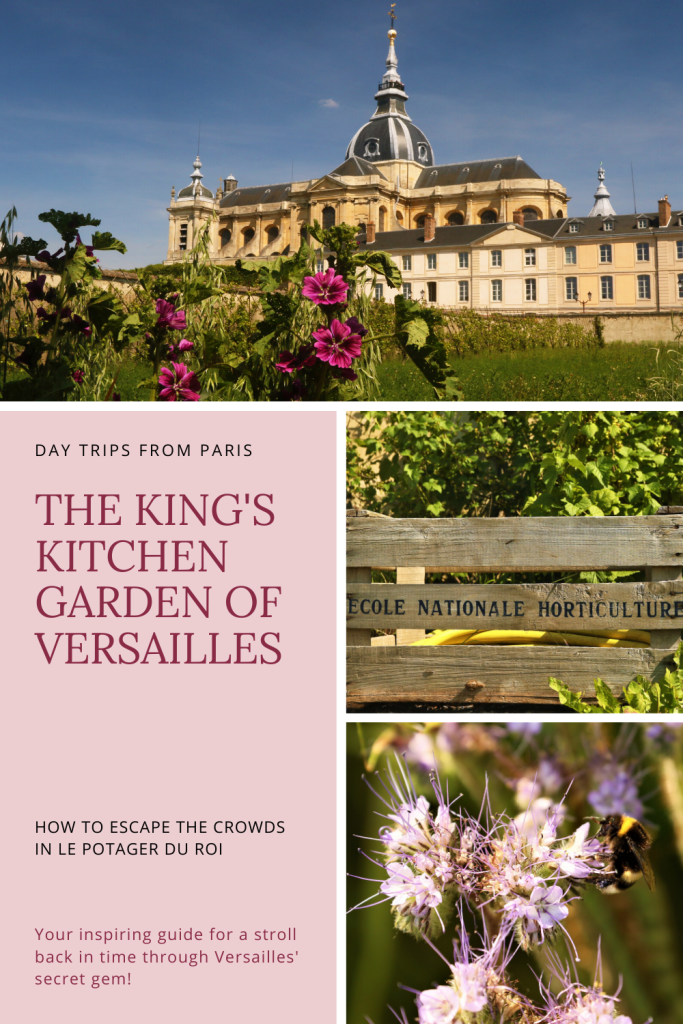The King's Kitchen Garden in Versailles with a bumblebee feeding on a purple flower.
