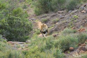 Wild male lion hunting an Oryx Gazelle in the Karoo National Park at sunrise, South Africa during a safari