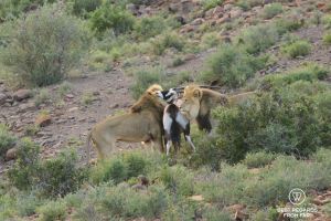 Wild male lions hunting and killing an Oryx Gazelle in the Karoo National Park at sunrise, South Africa