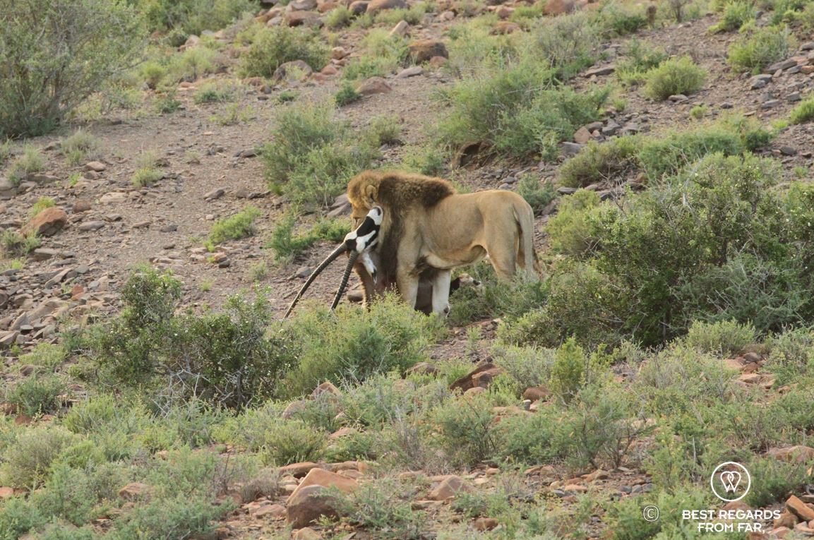 Wild lion killing an Oryx Gazelle in the Karoo National Park at sunrise, South Africa