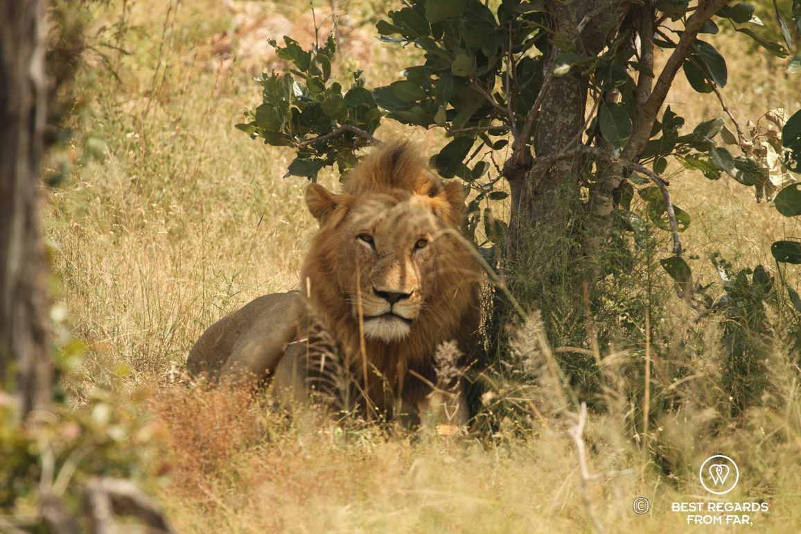 Wild male lion hiding in the shade in Kruger safari park, South Africa