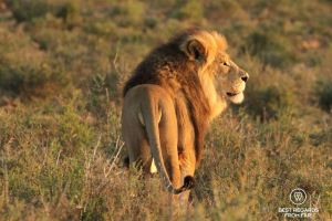 Beautiful wild male lion during a safari in the Karoo National Park, South Africa