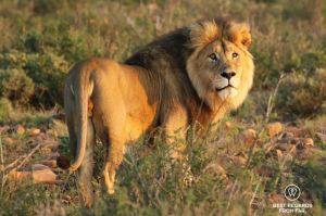 Beautiful wild male lion during a safari in the Karoo National Park, South Africa looking straight at the camera