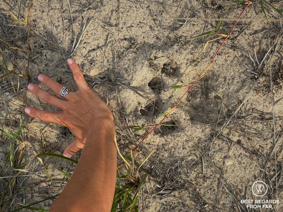 Human hand compared to a lion track in the Okavango Delta, Botswana during a safari bush walk