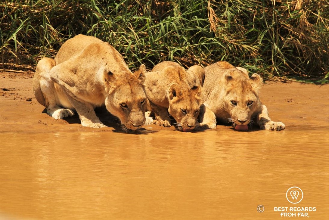 Wild lioness and cubs drinking during a safari in the Hluhluwe iMfolozi National Park, South Africa