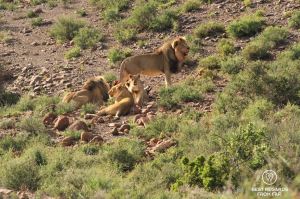 Wild pride of lions eating a just-killed Oryx Gazelle during a safari in Karoo National Park, South Africa