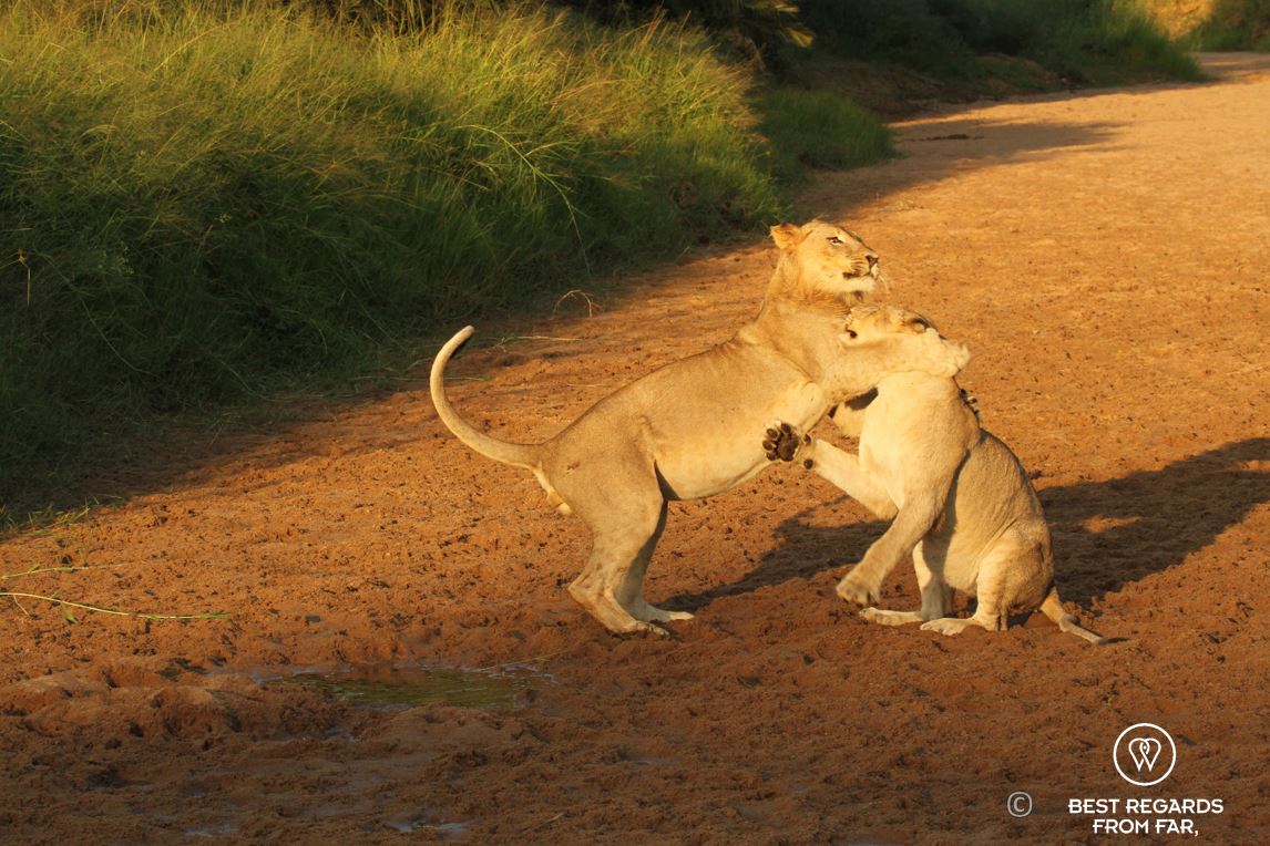 Lion cubs playing during a safari in the Hluhluwe iMfolozi National Park, South Africa