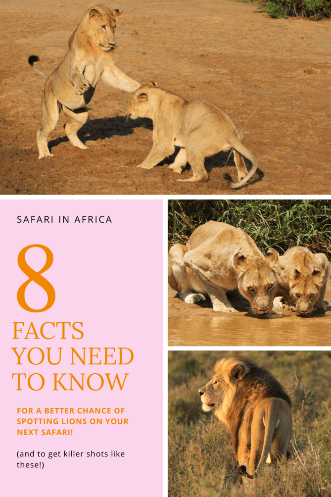 Pin with original photographs of wild lions taken during safaris in Africa and 8 facts to help you spot lions in the wild