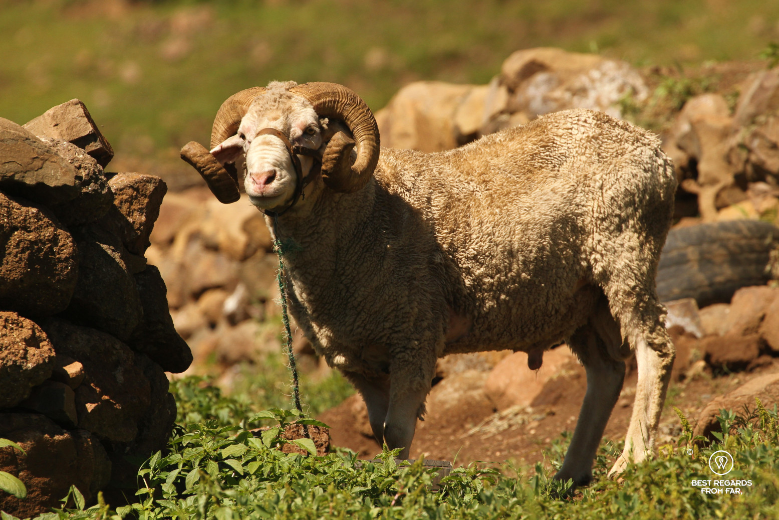 Sheep in Lesotho