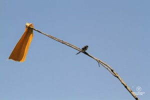 The flag system in Lesotho signals product availability