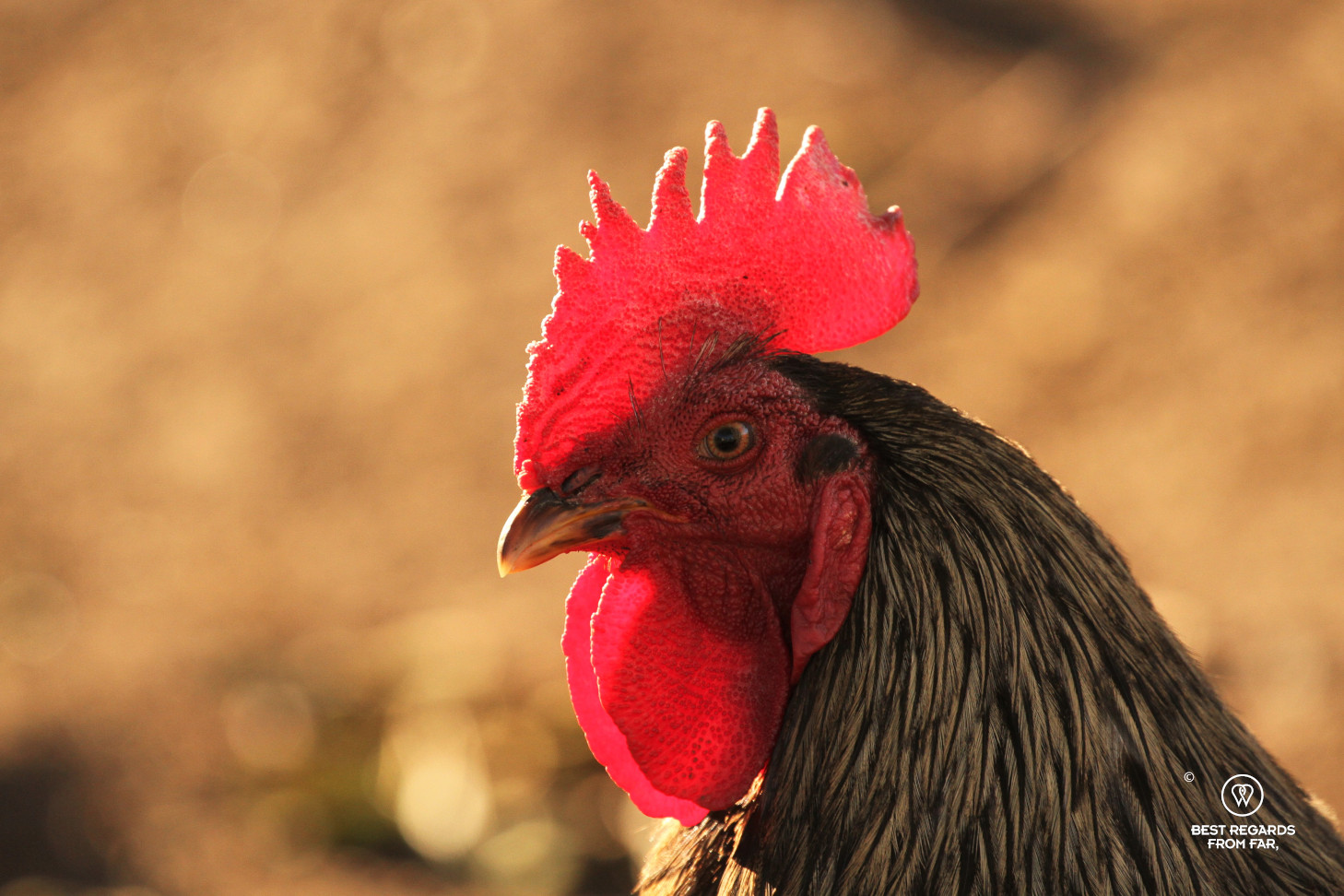 A rooster in Lesotho