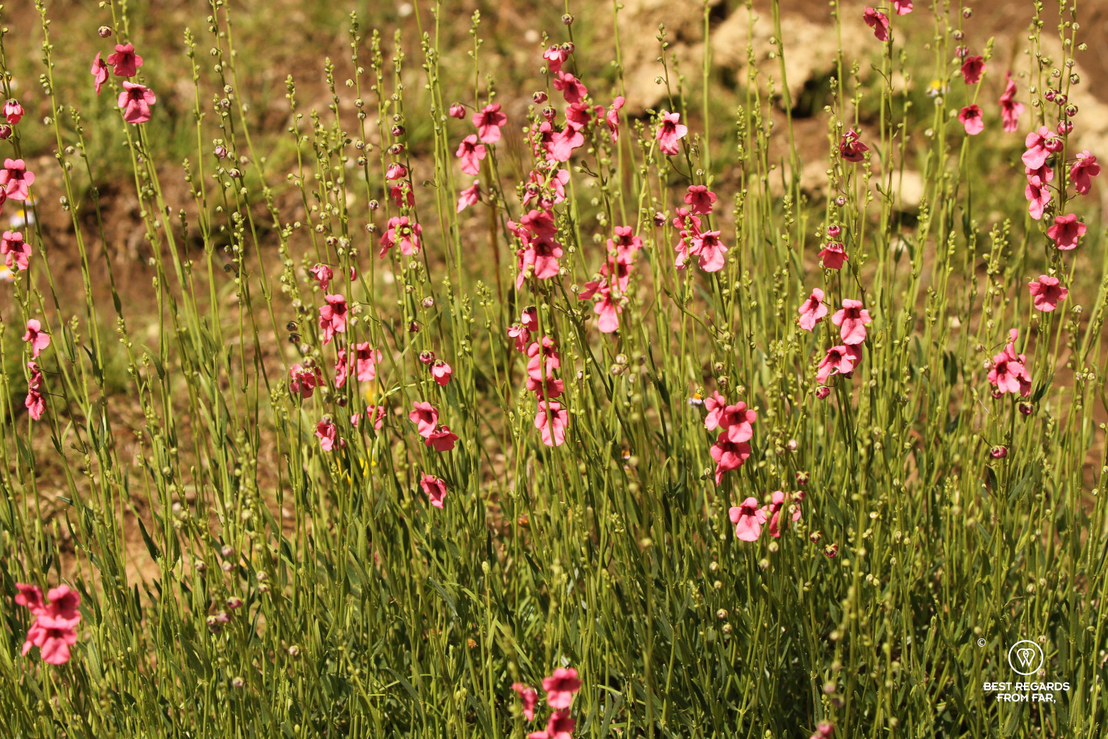 Wildflowers, Lesotho