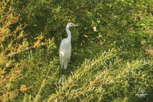 A white heron on the bank of the Arno River in Florence, Italy