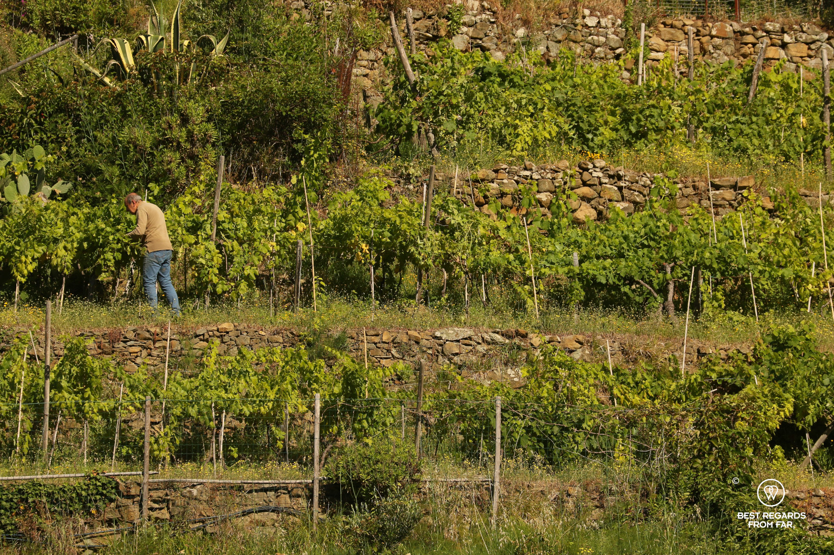 Man working his terraced vineyard in Cinque Terre, Italy