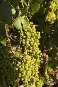 The Cinque Terre vineyards: bosco grapes in the sun