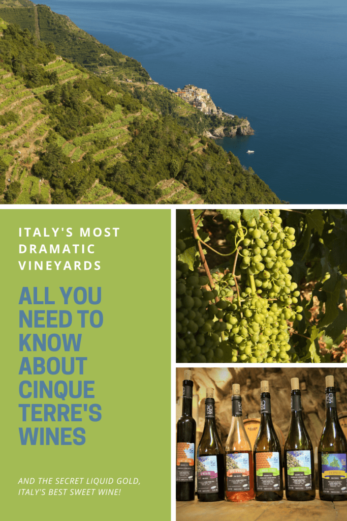 Vineyards on a slope above the sea, grapes and bottles of wine in Italy