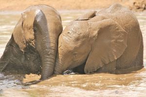 Two elephant babies covered in mud in a waterhole in Kruger National Park, South Africa