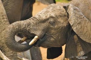 Young elephant drinking in Kruger National Park, South Africa