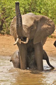 Elephant with the trunk up, feet in the water and a baby elephant underneath the belly, in Kruger National Park, South Africa