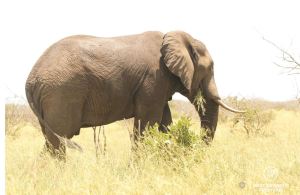Large bull elephant walking through high grass with a mouth full with grass, Kruger National Park, South Africa
