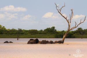 Elephants bathing in deep water, a dead tree with a white bird and lush vegetation in the background