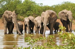 7 elephants facing the camera while drinking by a waterhole in the sun, South Africa