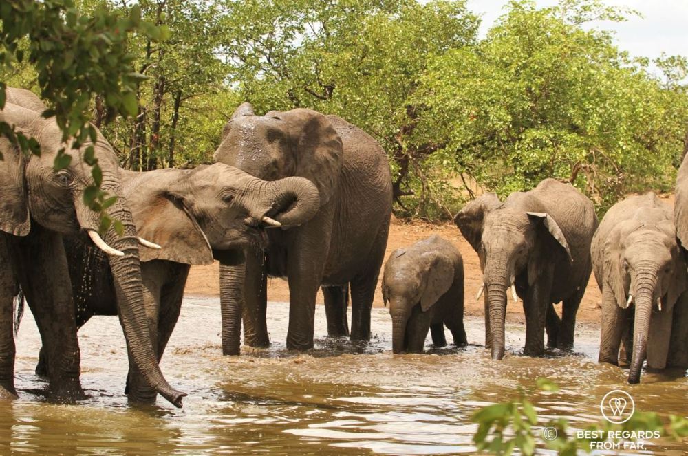 Elephants young and old drinking by a waterhole in Kruger National Park, South Africa