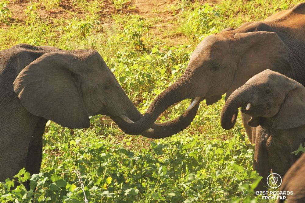 Elephants greeting ritual, Kruger National Park, South Africa