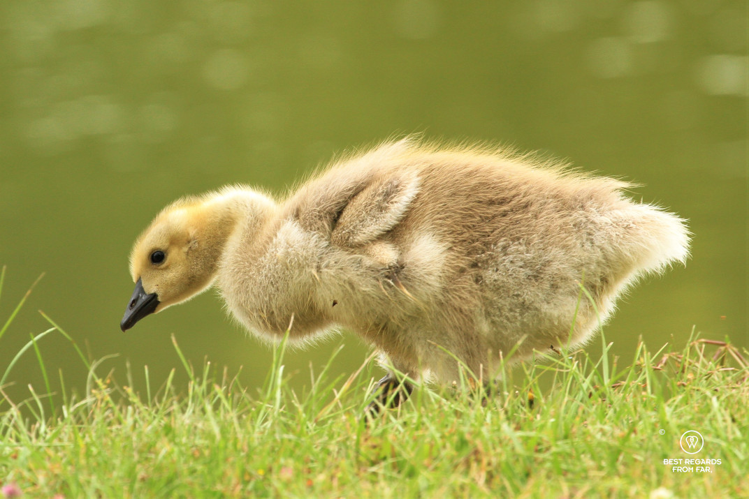 Gosling in the gardens of the castle of Vaux le Vicomte, France.