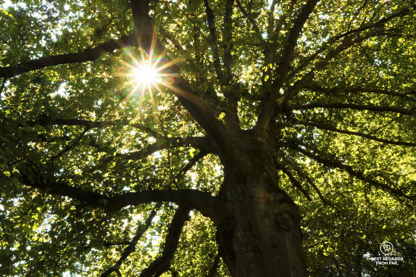 Sun rays piercing through the leaves of an old tree