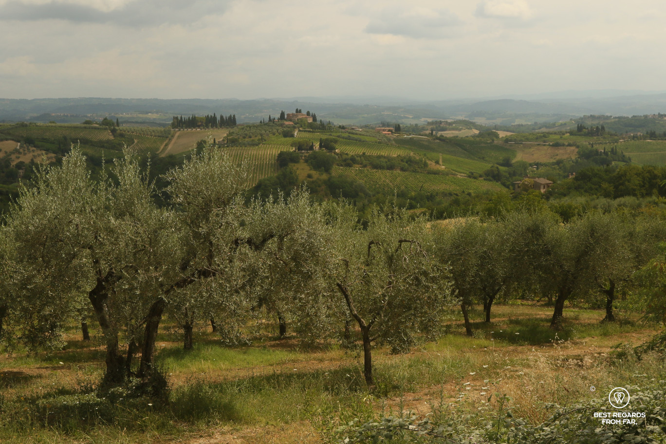 Tuscan landscapes: olive groves and vineyards on the hills