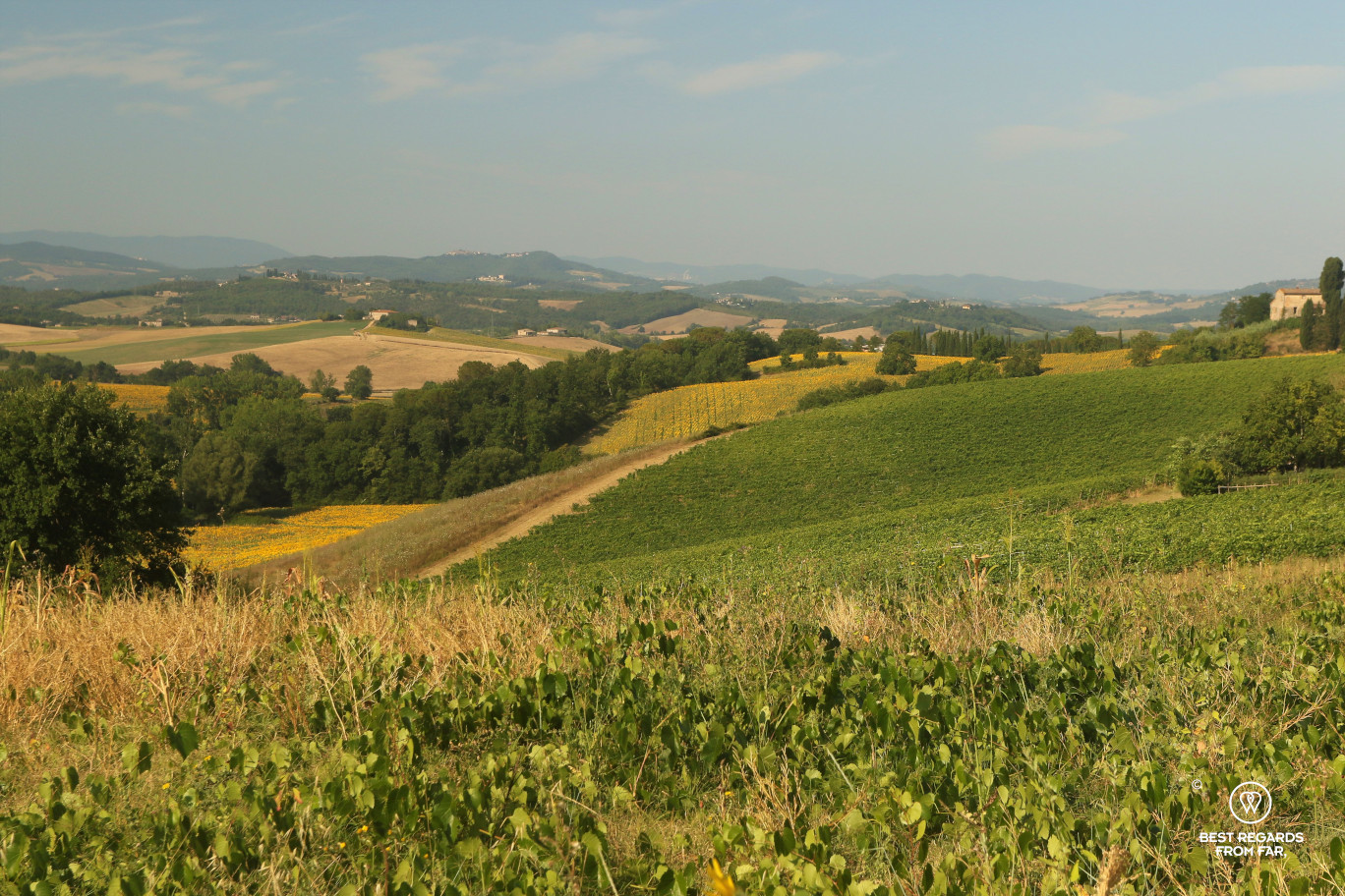 Tuscan landscape with sunflower fields on the hills, Italy