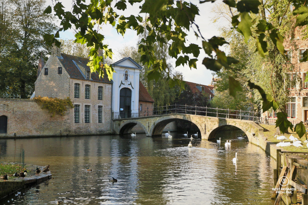 Swans on a small river with a bridge