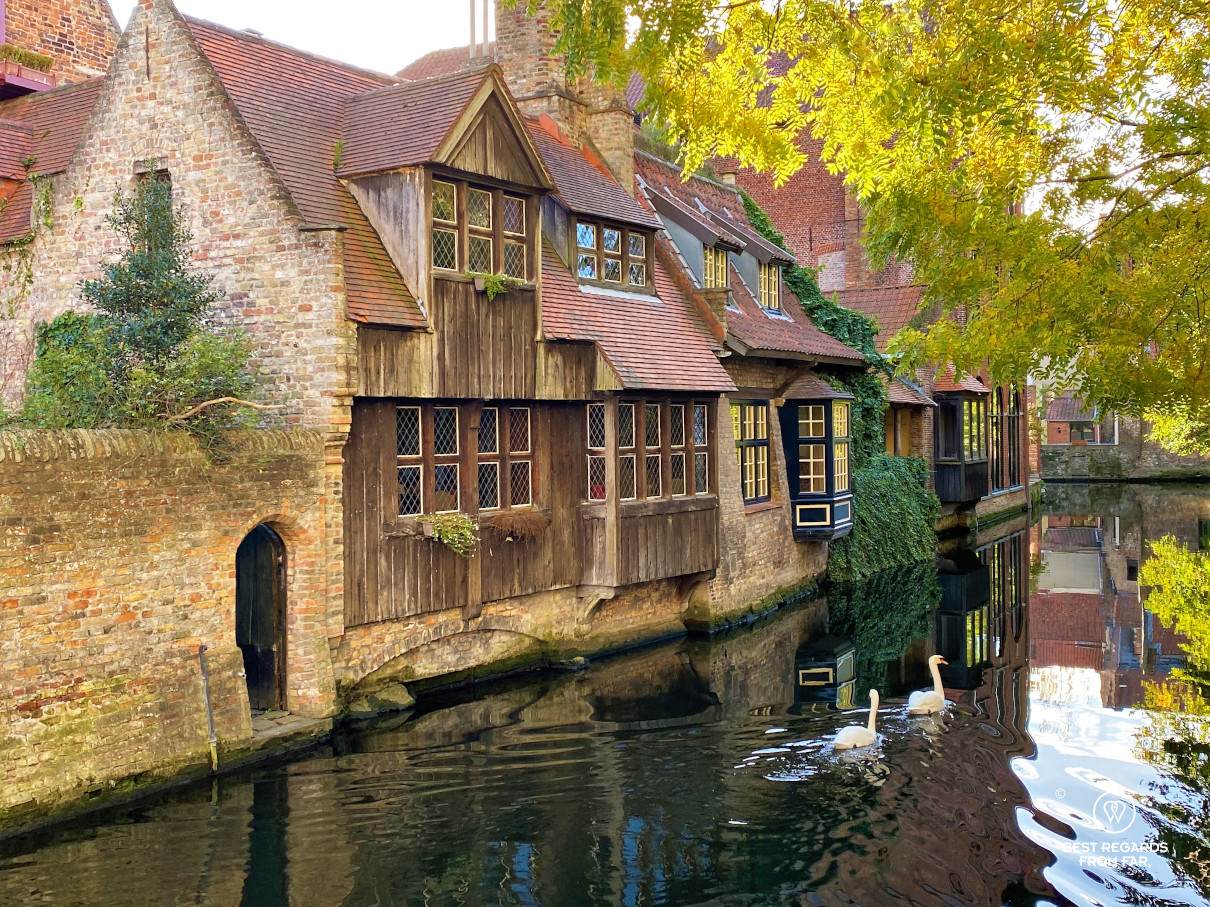 Two swans on a canal with cute medieval houses with wooden facades in Bruges