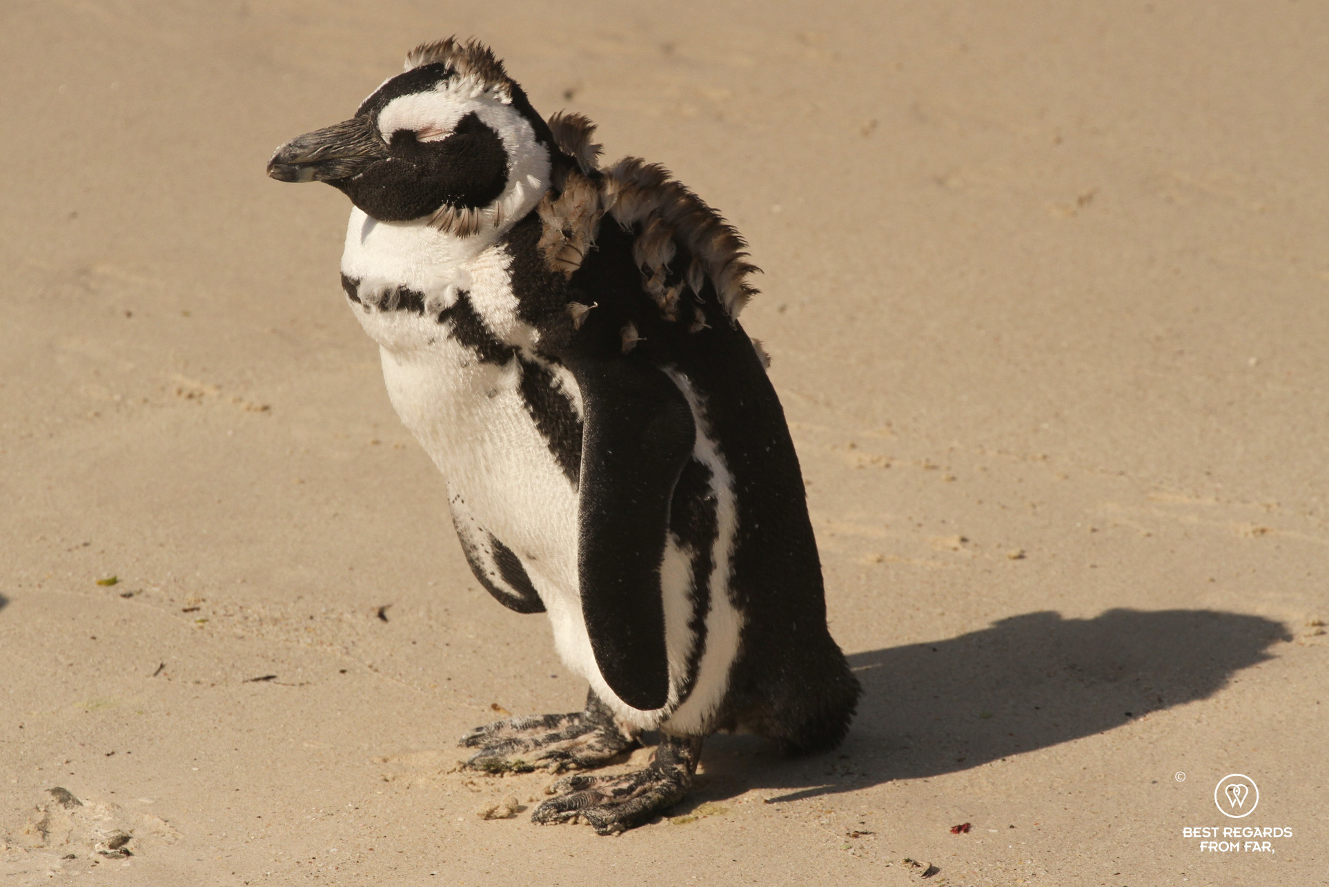 An African Penguin moulting on Boulders Beach, Cape Town, South Africa