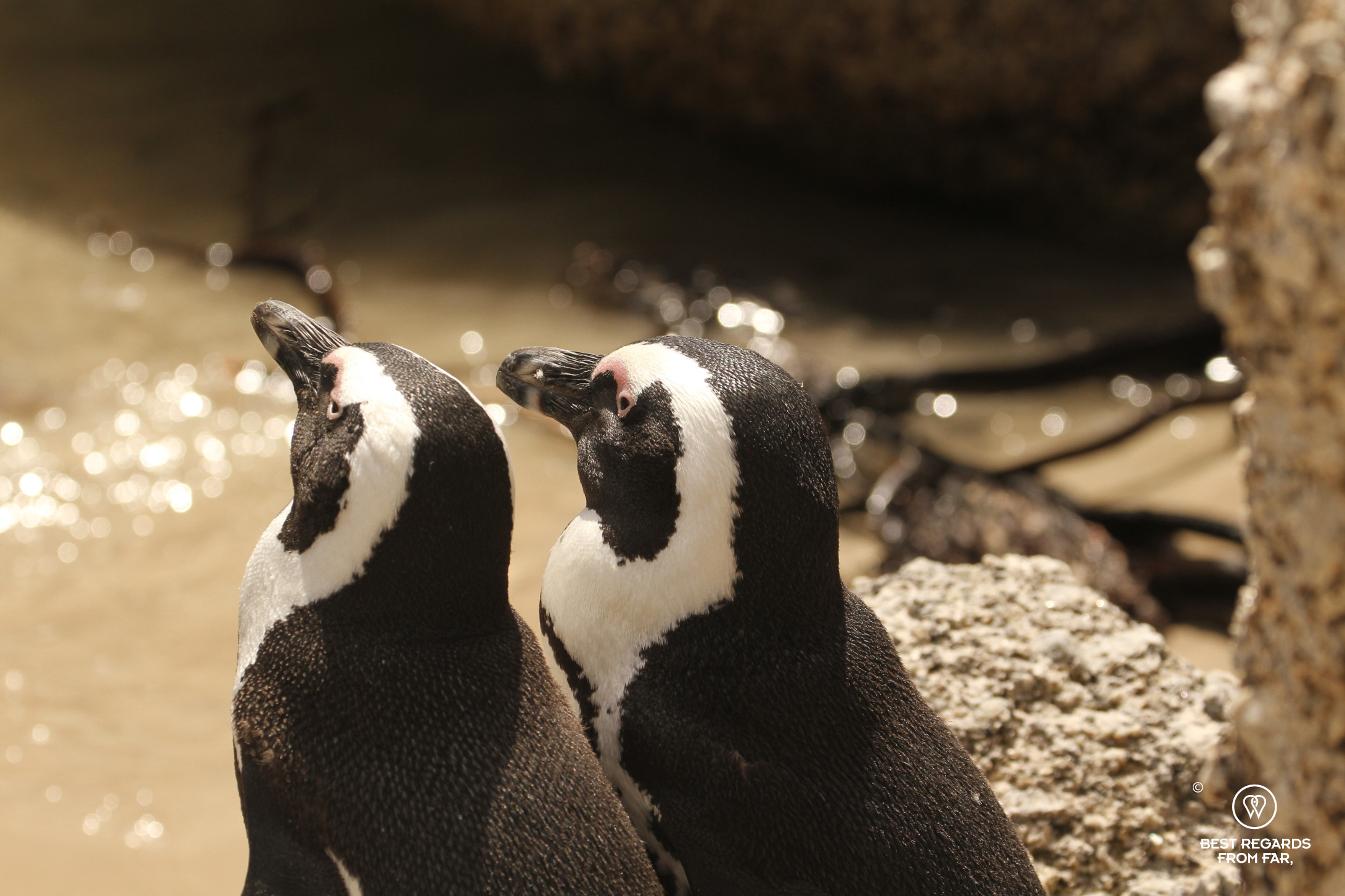 A pair of African Penguins on Boulders Beach, Cape Town, South Africa