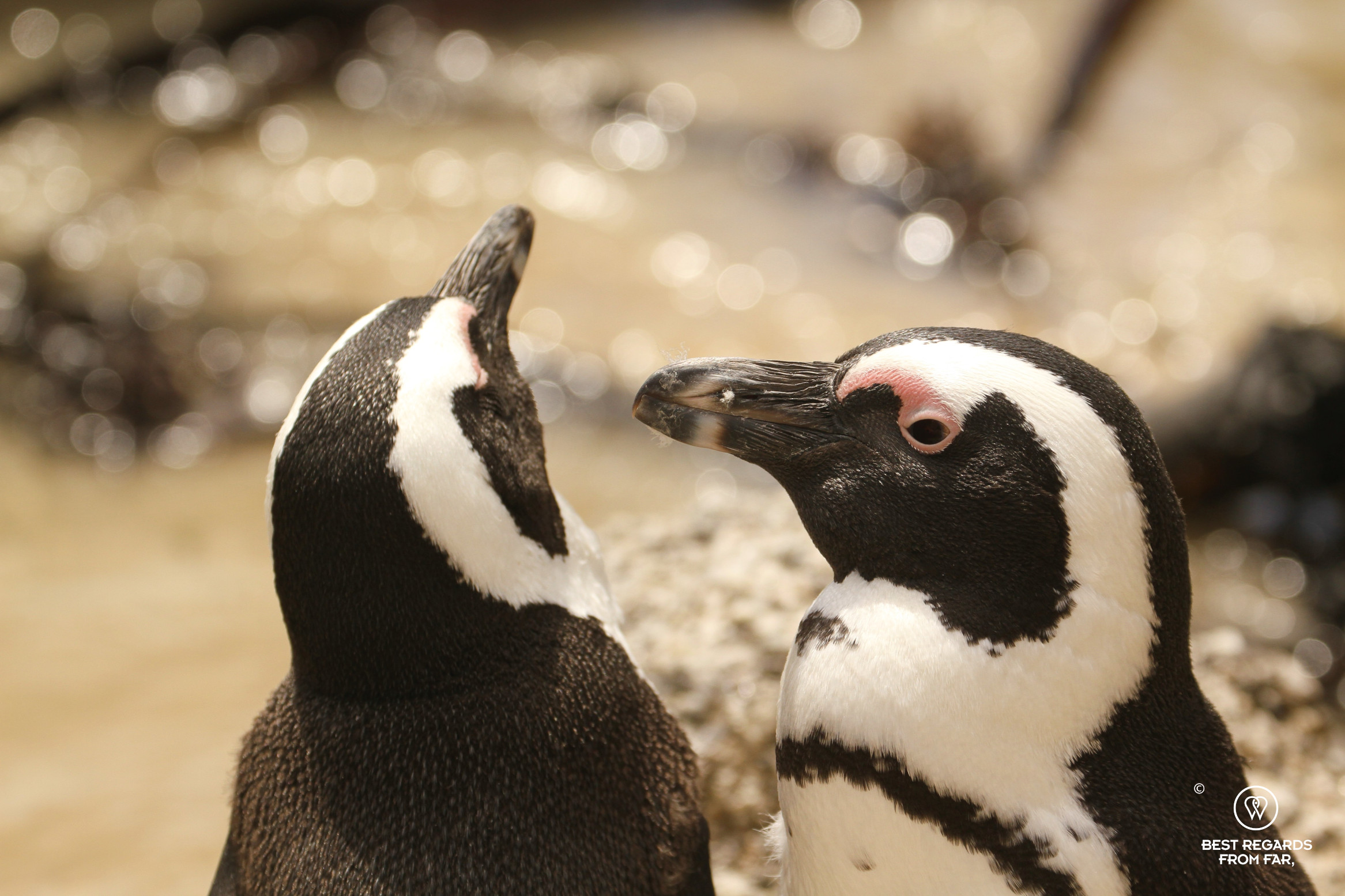 Close up on a pair of African Penguins on Boulders Beach, Cape Town, South Africa