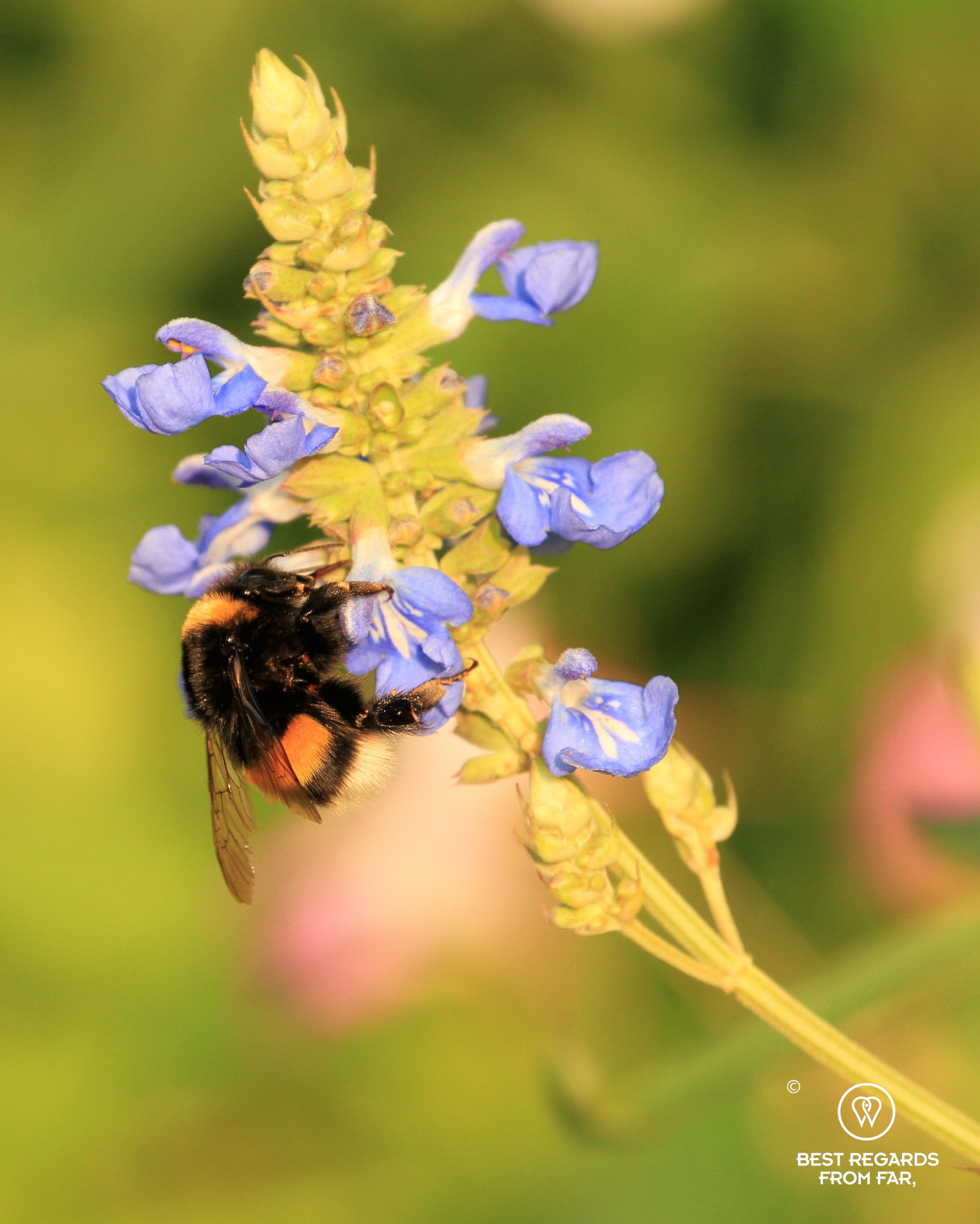 Bumble bee in Claude Monet's garden in Giverny, France