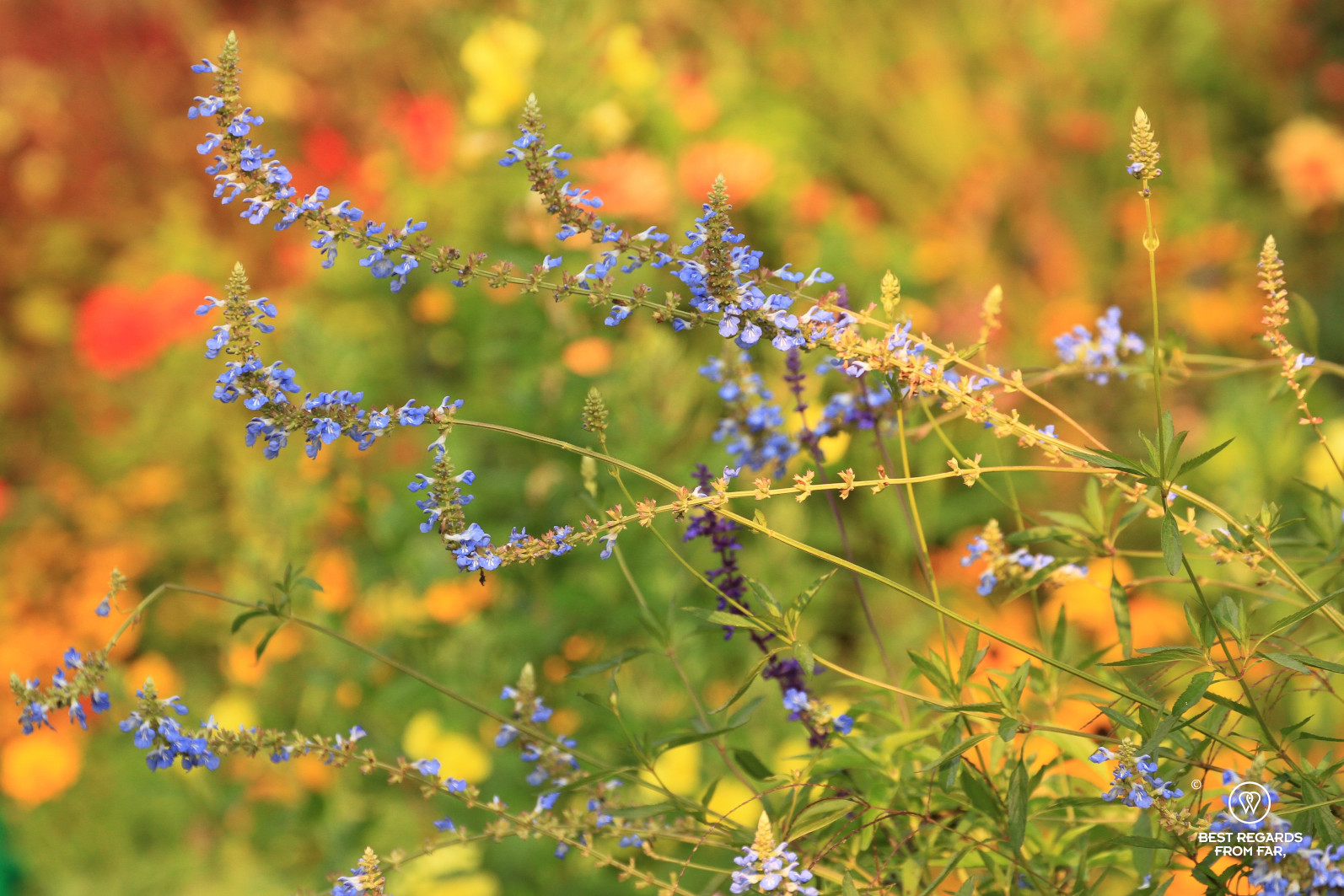 Flowers in Claude Monet's garden in Giverny, France