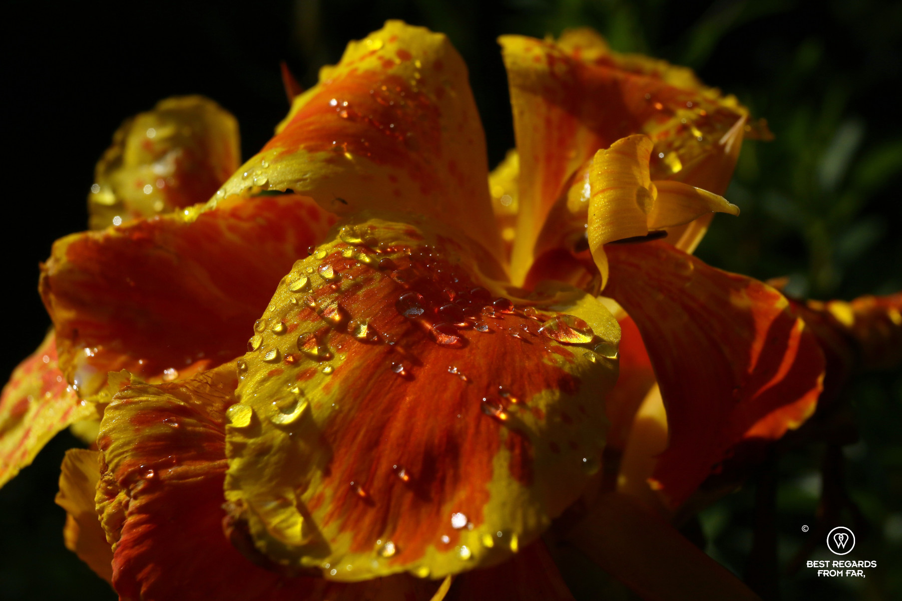 Bright iris in Claude Monet's garden in Giverny, France
