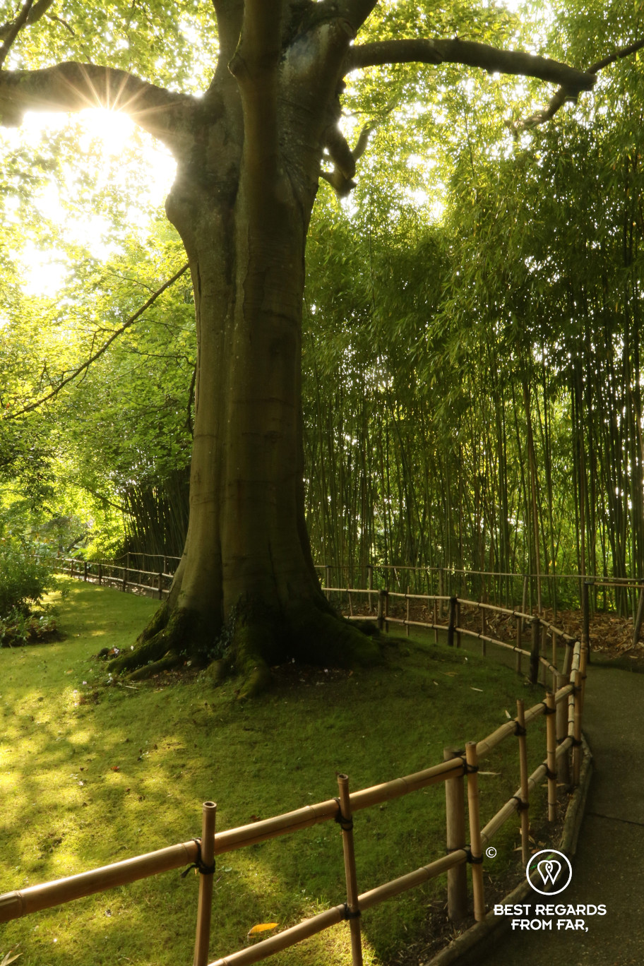 Majestic tree in Claude Monet's garden in Giverny, France