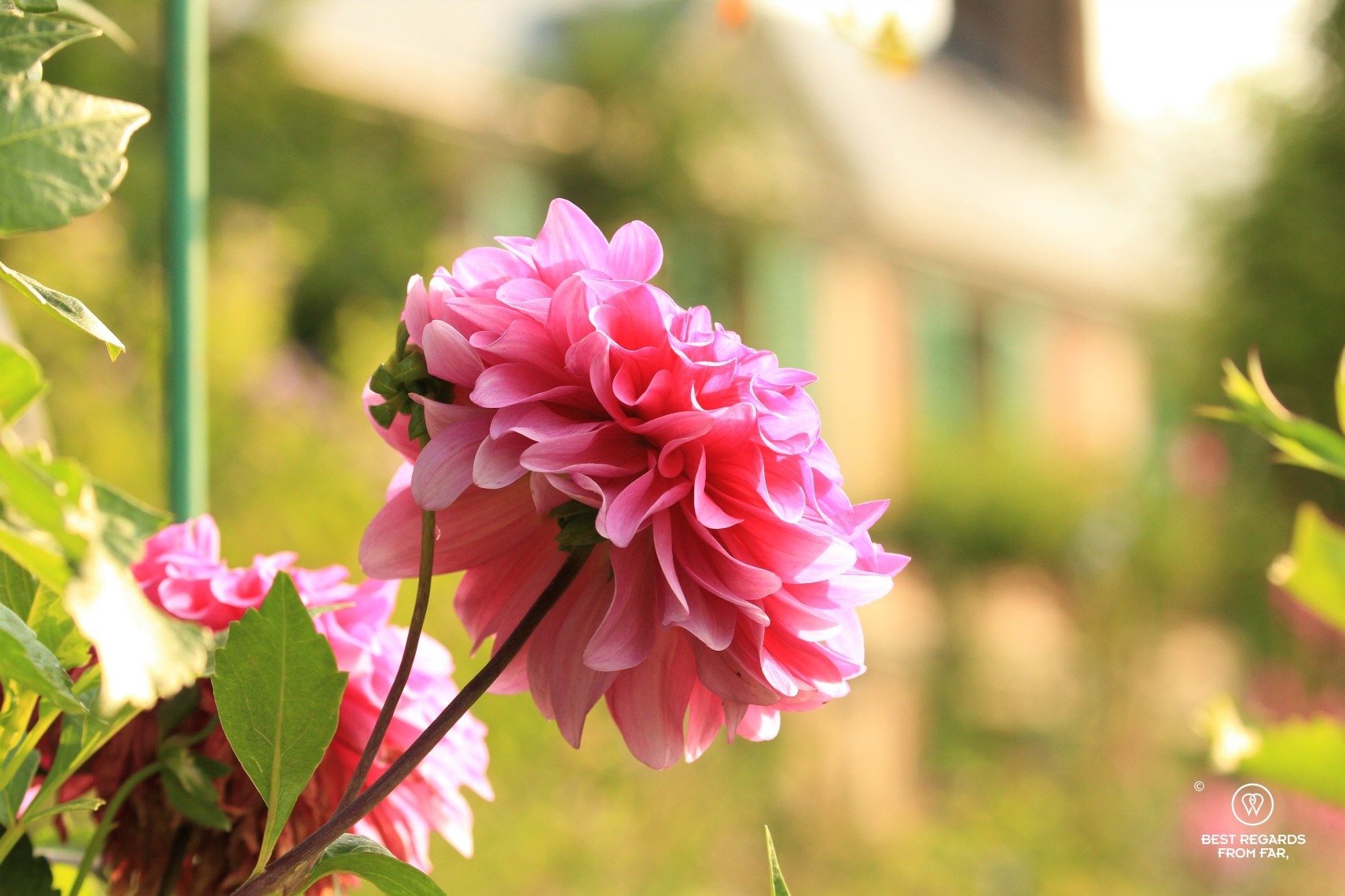 Pink flower with Claude Monet's house in the background, Giverny, France
