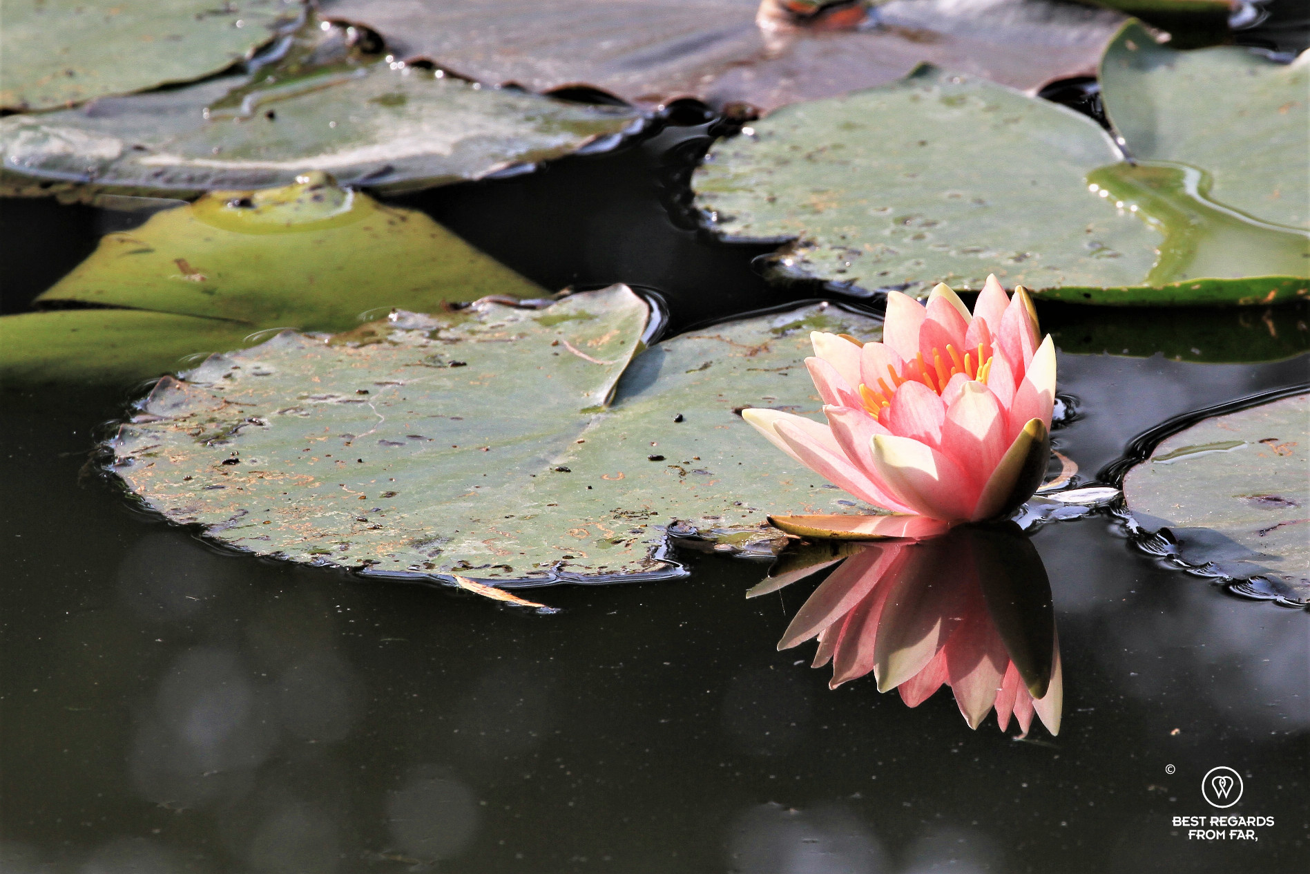 Water lily in Claude Monet's garden in Giverny, France