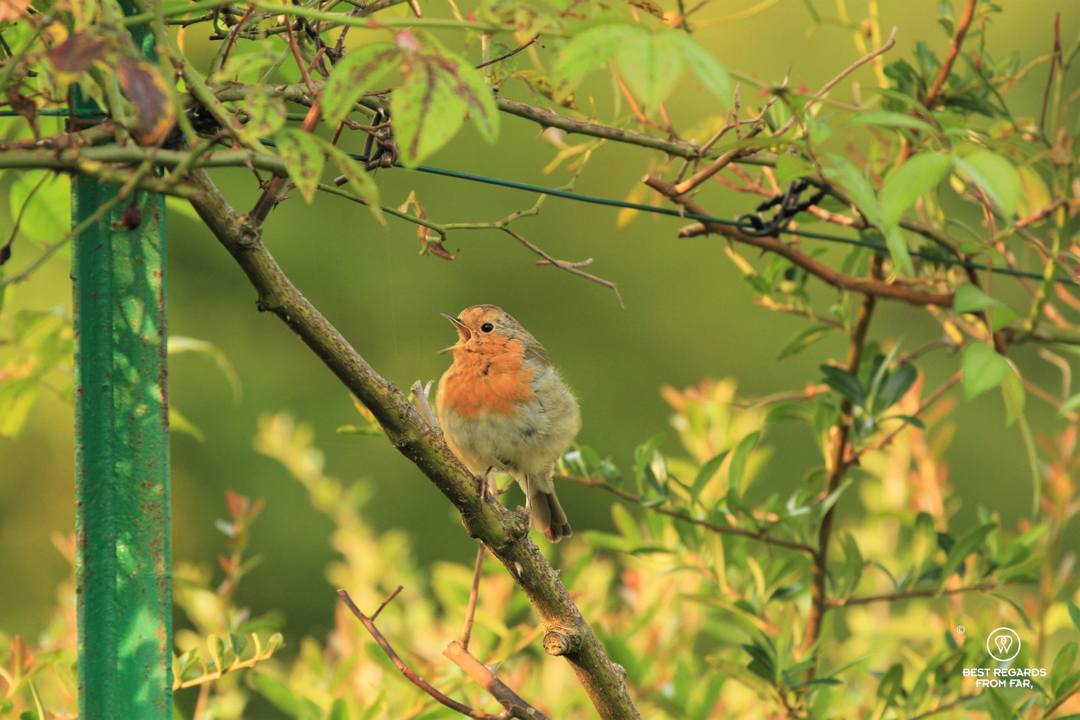 A robin singing on a branch in Claude Monet's garden in Giverny