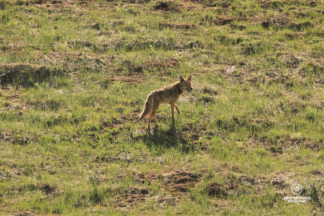 A coyote crossing a plain in Mesa Verde National Park, Utah, USA